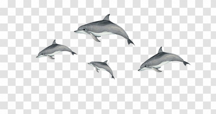 Short-beaked Common Dolphin Tucuxi Bottlenose Porpoise - Fauna - Floating Transparent PNG