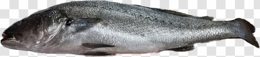 Marine Mammal Snout Animal - Fauna - Dried Fish Transparent PNG