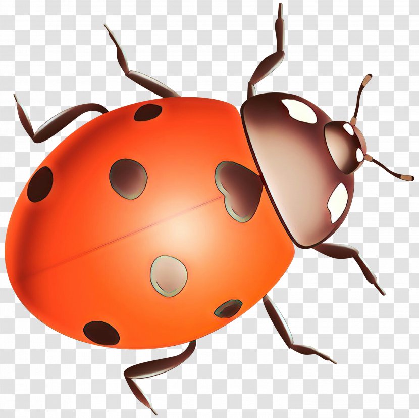 Ladybird Beetle Clip Art Pest Snout - Membrane - Insect Transparent PNG