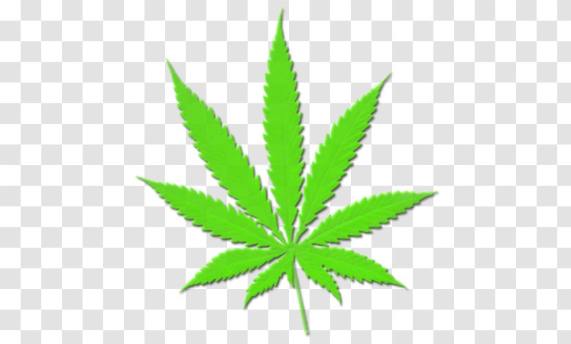 Cannabis Sativa Medical Marijuana Hashish Transparent PNG