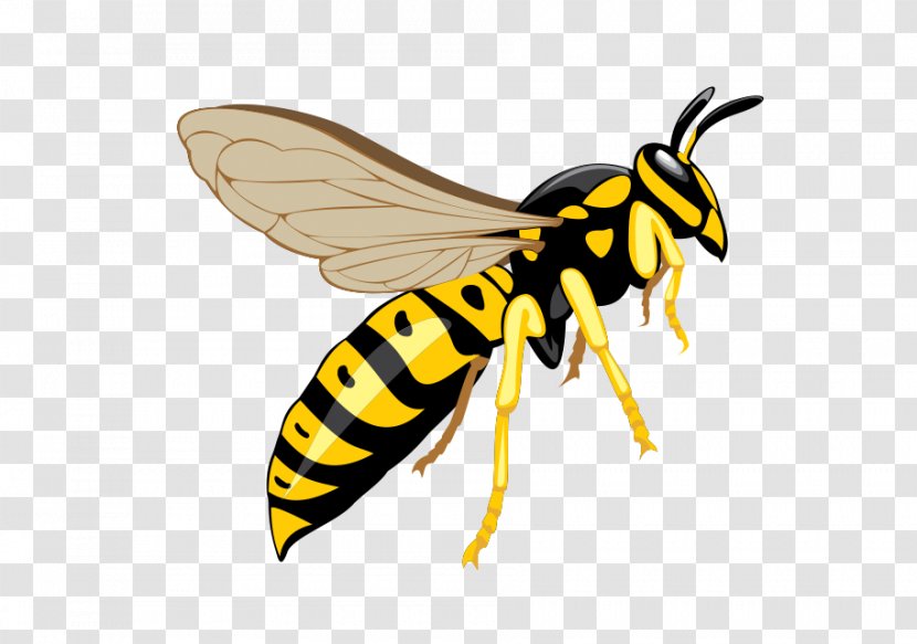 Hornet Bee Insect Wasp Pest Control - Invertebrate Transparent PNG