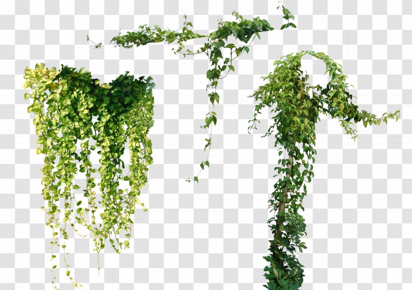 Vine Plant Ivy Tree - Herbalism - Grass Transparent PNG