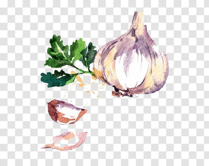 Chili Con Carne Garlic Watercolor Painting Drawing - Food - Onion Vegetables Transparent PNG