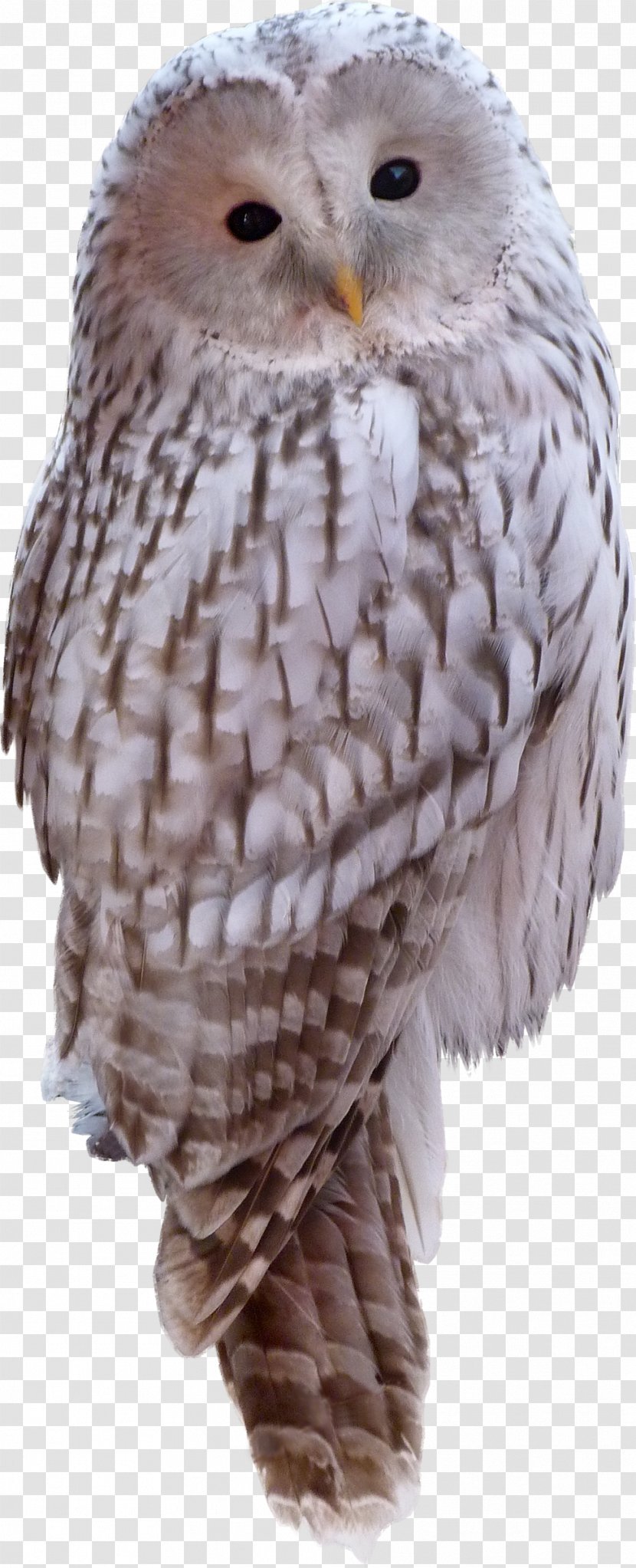 Snowy Owl Bird Animal Clip Art Transparent PNG