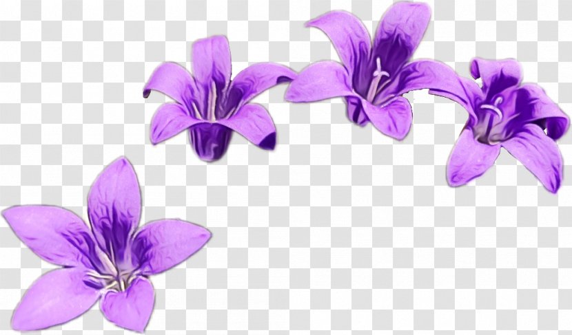 Flower Violet Petal Purple Plant - Bellflower Family - Viola Transparent PNG