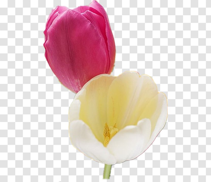 Tulip Cut Flowers - Hanbaoyufang Tulips Transparent PNG