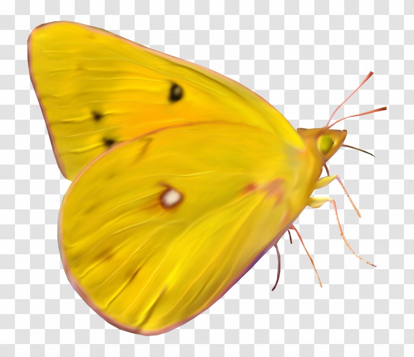 Clouded Yellows Moth Butterfly Insect Brush-footed Butterflies Transparent PNG