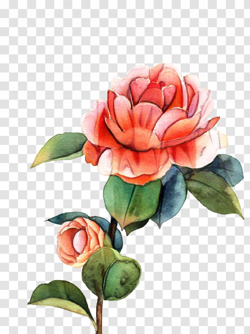 Garden Roses Cabbage Rose Cut Flowers Floral Design - Hybrid Tea - Watercolor Paint Transparent PNG