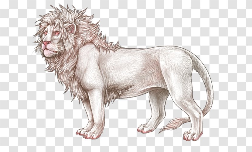 Lion Big Cat Dog Felidae - Artwork - Drawing Sketch Transparent PNG