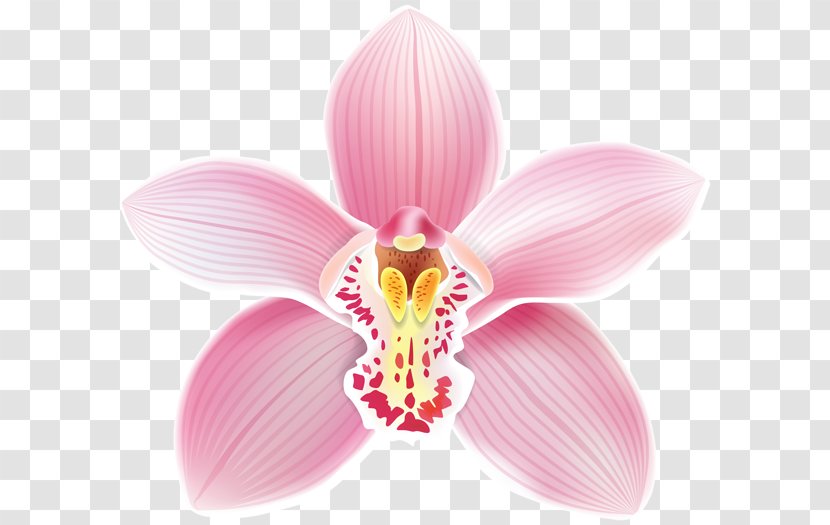 Clip Art Crimson Cattleya Loddigesii Percivaliana - Cymbidium Orchid Transparent PNG