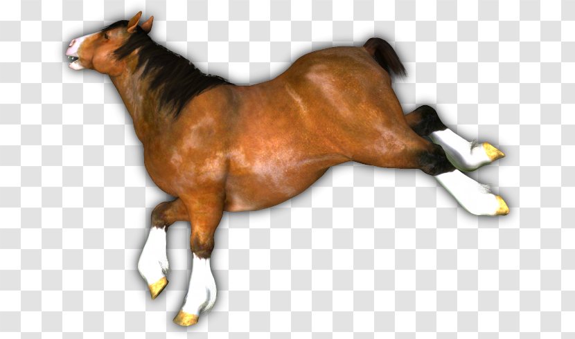 Mustang Foal Stallion Colt Halter - Saddle Transparent PNG