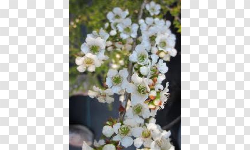 Teatree Flower Shrub Perennial Plant - Cherry Blossom - Rose Myrtle Transparent PNG