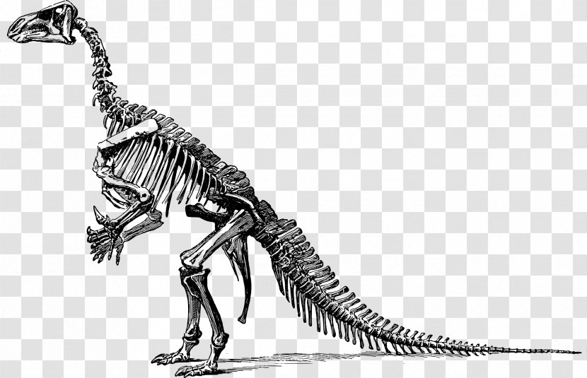 Tyrannosaurus Triceratops Dinosaur Fossils Ceratosaurus Velociraptor - Skeleton Transparent PNG