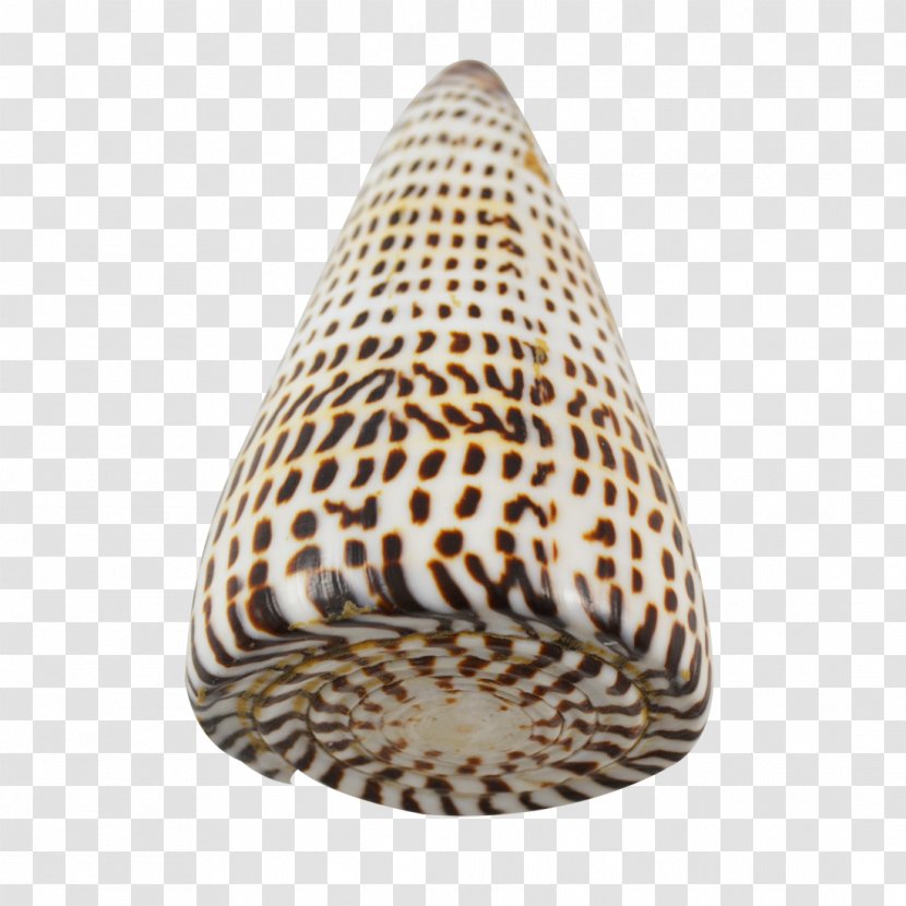 The Seashell Company Conchology Gift - Cone Transparent PNG
