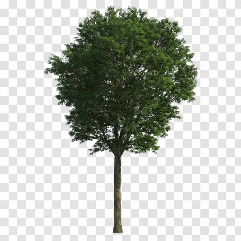 Branch Tree Oak Transparent PNG