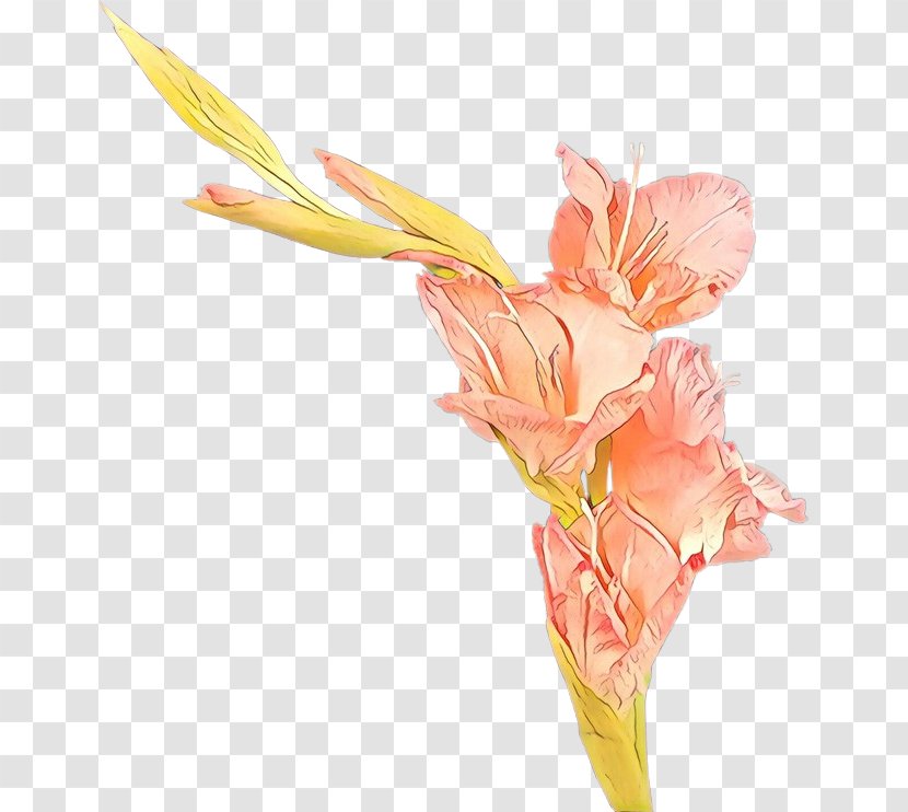 Flower Cut Flowers Pink Plant Gladiolus - Canna Family Pedicel Transparent PNG