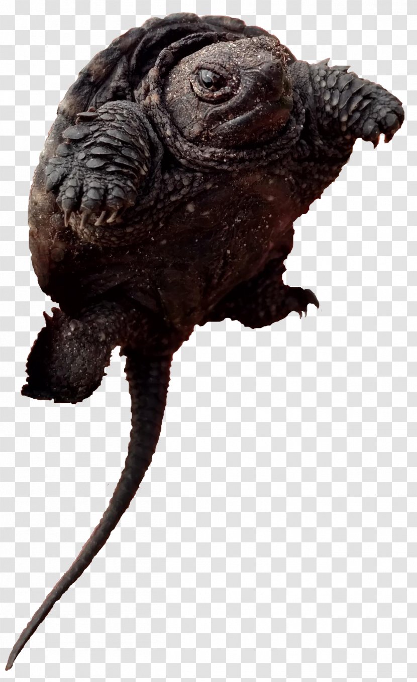Common Snapping Turtle Terrestrial Animal Toad Snout - Reptile Transparent PNG