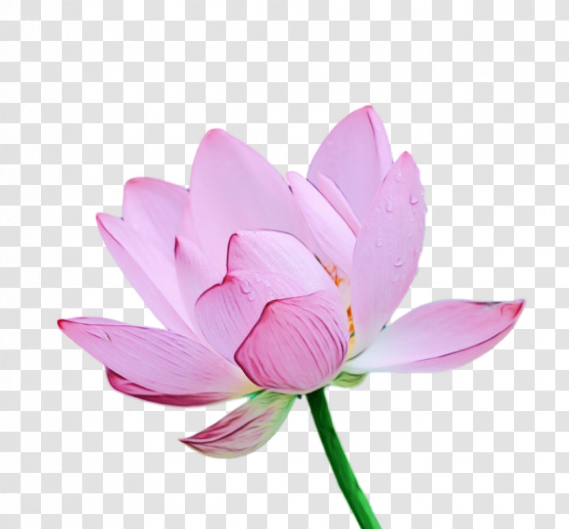 Sacred Lotus Plant Stem Cut Flowers Herbaceous Plant Petal Transparent PNG