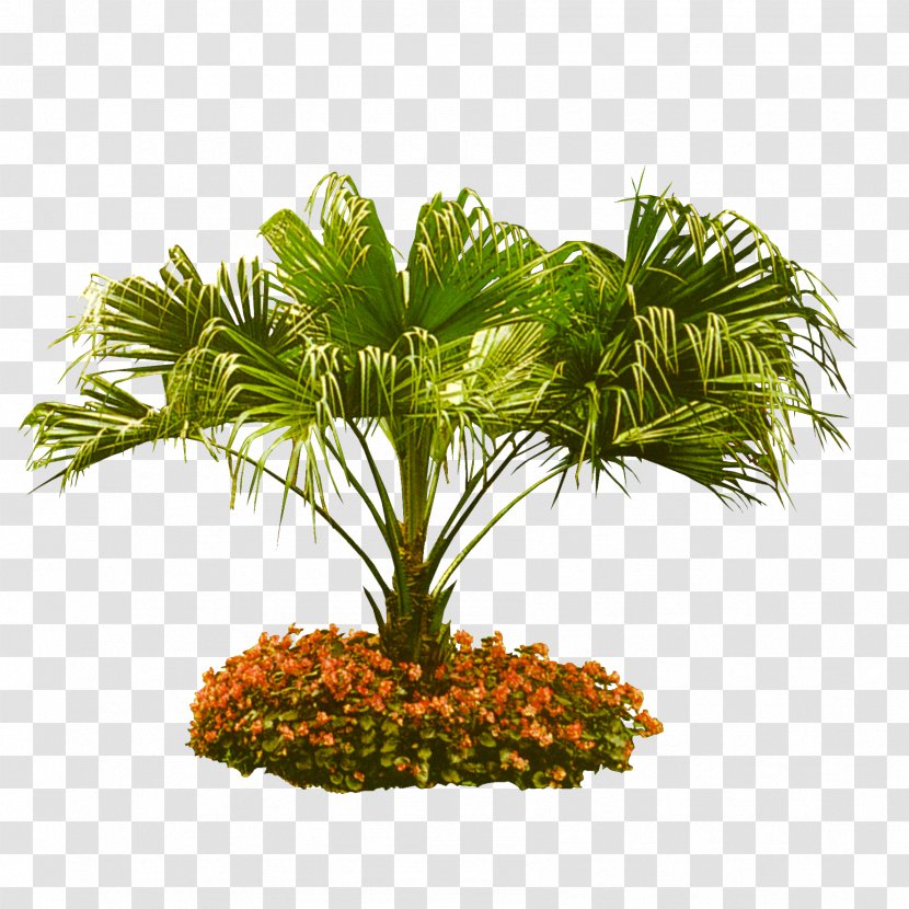 Arecaceae Tree Coconut Garden - Evergreen - Ornamental Trees Tieshan Transparent PNG
