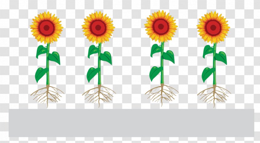 Common Sunflower Function-spacer-lipid Kode Construct Seed Monomer Presentation - Coating Transparent PNG
