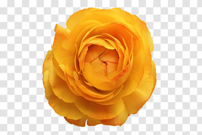 Cut Flowers Floral Design Rose Flower Bouquet - Garden Roses - Orint Transparent PNG