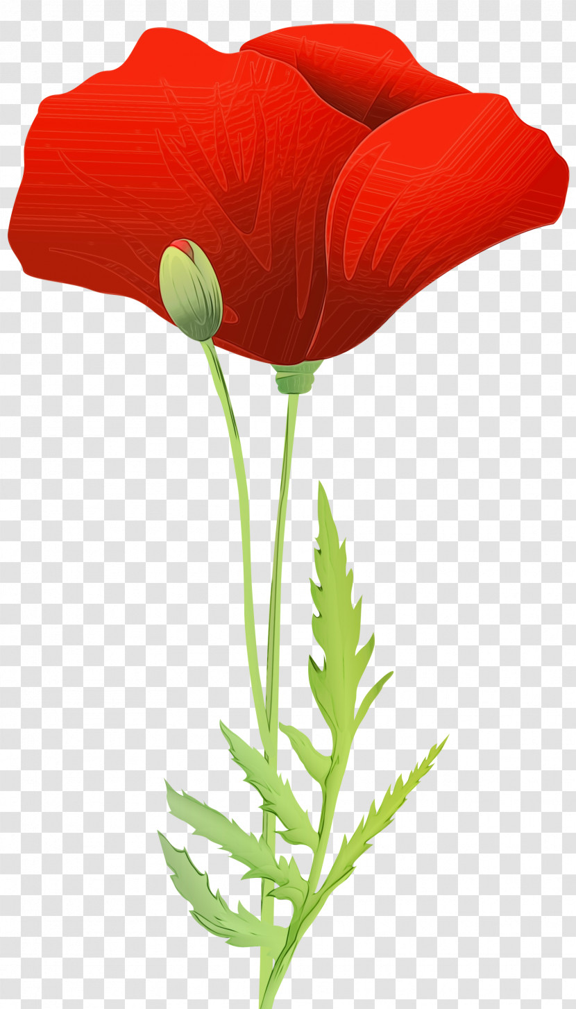 Flower Coquelicot Plant Corn Poppy Oriental Poppy Transparent PNG