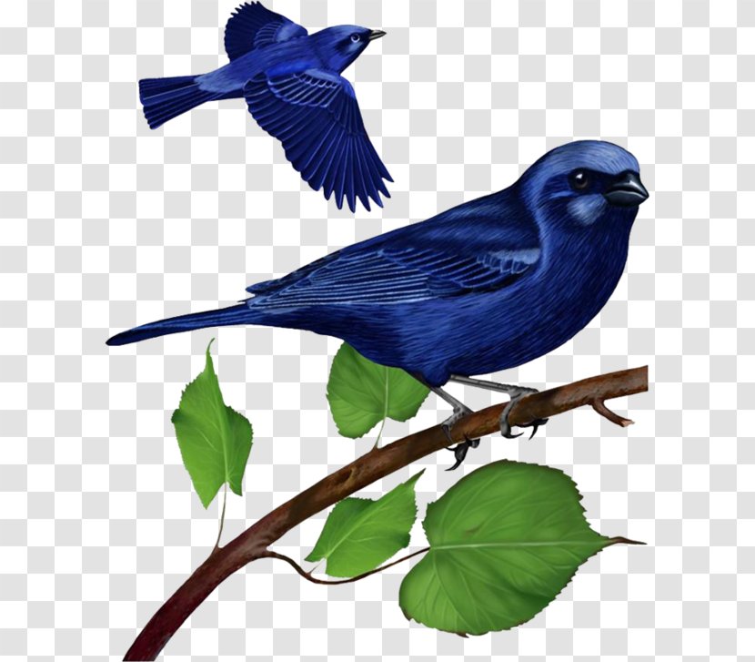 Hummingbird Clip Art - Mountain Bluebird - Bird Transparent PNG