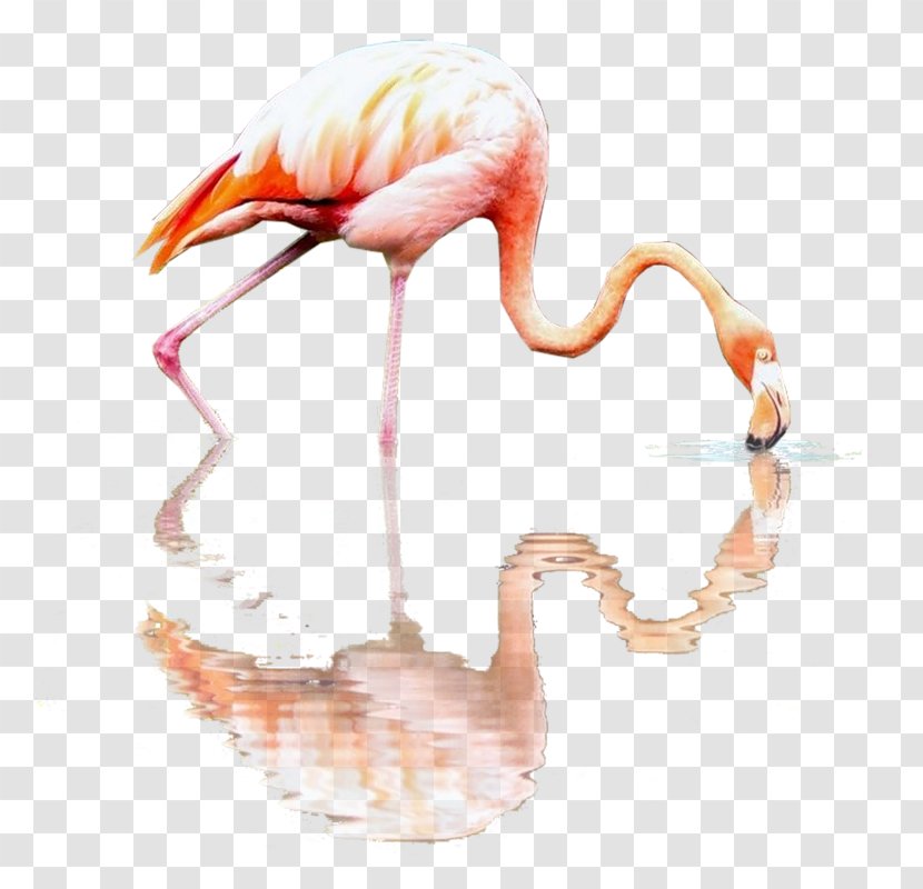 Flamingos RGB Color Model Beak - Bird - Rgb Transparent PNG