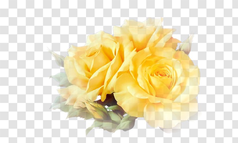 Yellow Garden Roses Clip Art - Red - Rose Transparent PNG
