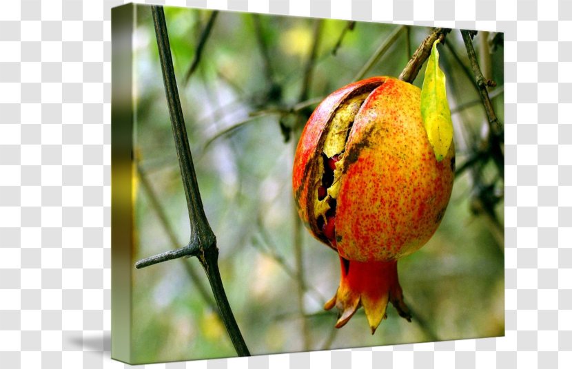 Orange Fruit Close-up Organism - Pomegranate Transparent PNG