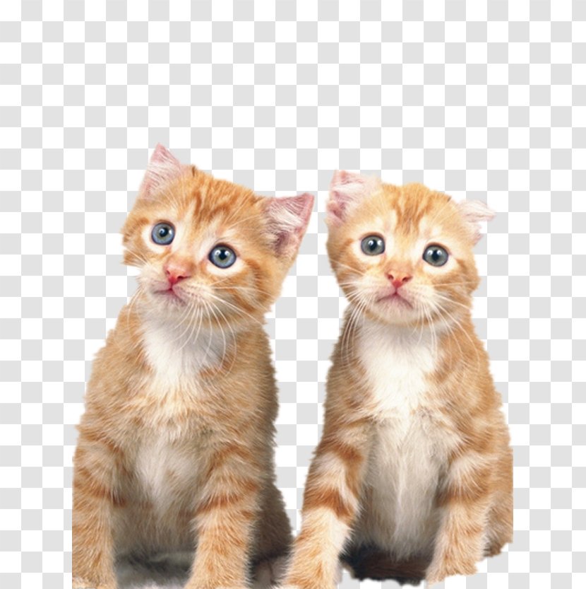 Persian Cat American Curl Shorthair Kitten Dog - Cuteness - Stay Meng Transparent PNG