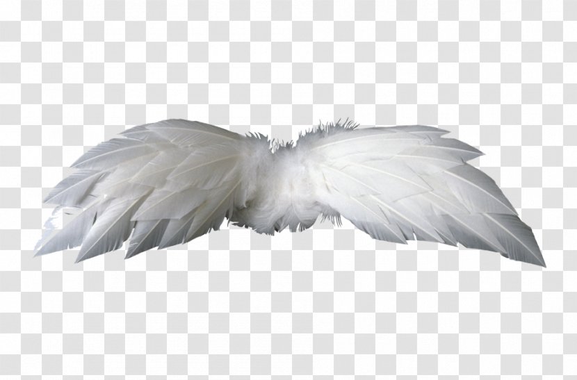 Bird Wing Feather Transparent PNG