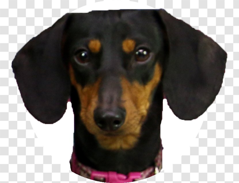 Dachshund Polynesians Drawing Pet - Snout - Outlast 2 Transparent PNG