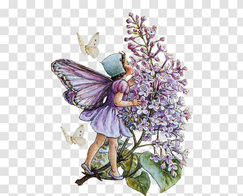 A Flower Fairy Alphabet Fairies Of The Garden Autumn: With Nuts And Berries They Bring - Lilac - Cicely Mary Barker Transparent PNG