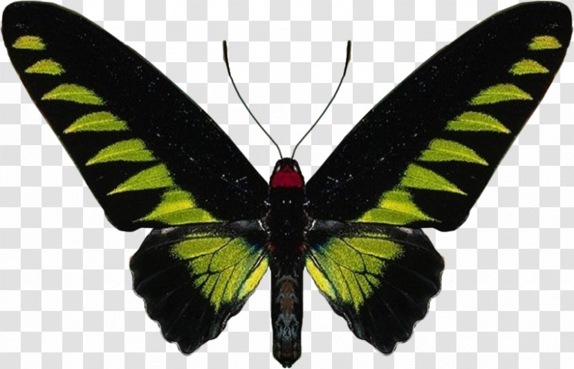 Butterfly Rajah Brooke's Birdwing Insect Royalty-free - Arthropod Transparent PNG