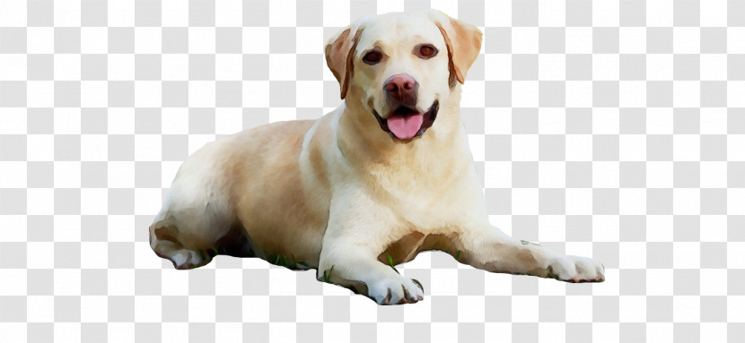 Golden Retriever Labrador Retriever Puppy Snout Companion Dog Transparent PNG