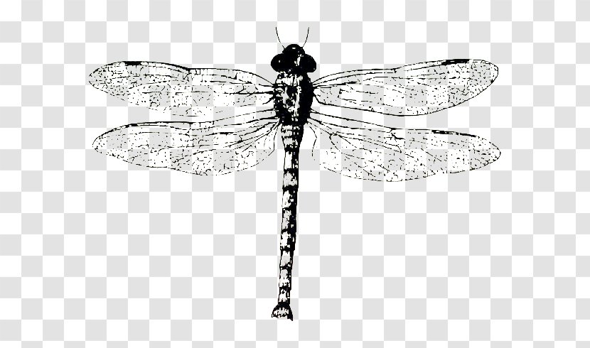 Biological Specimen Monochrome Black And White - Invertebrate - Dragonfly Specimens Transparent PNG