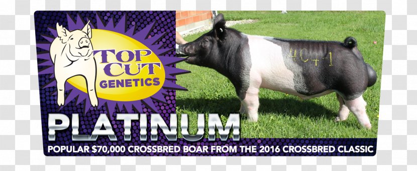 Dairy Cattle Pig Fauna - Brand - Spring Sale Flyer Transparent PNG