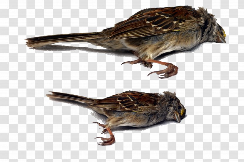House Sparrow Bird Wren Beak - Cactus - Dead Animal Transparent PNG