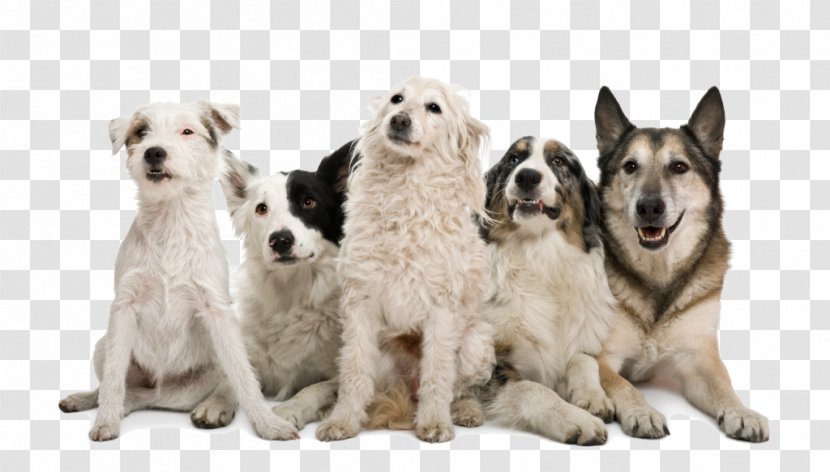 Dog Grooming Veterinarian Pet Sitting - Baymeadows Animal Hospital Transparent PNG
