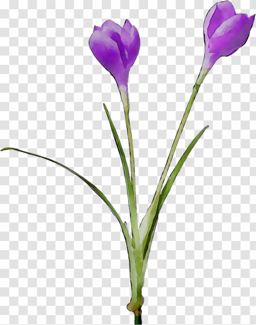 Crocus Bud Cut Flowers Plant Stem Herbaceous - Flowering Transparent PNG