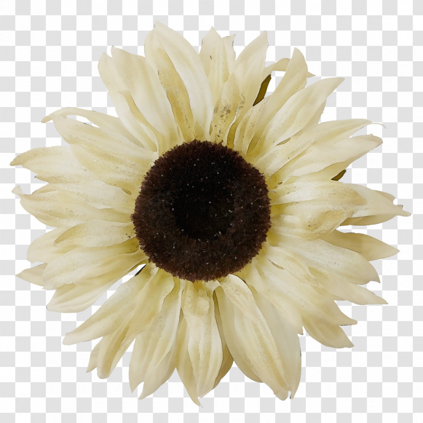 Transvaal Daisy Sunflower Seed Cut Flowers Oxeye Daisy Petal Transparent PNG