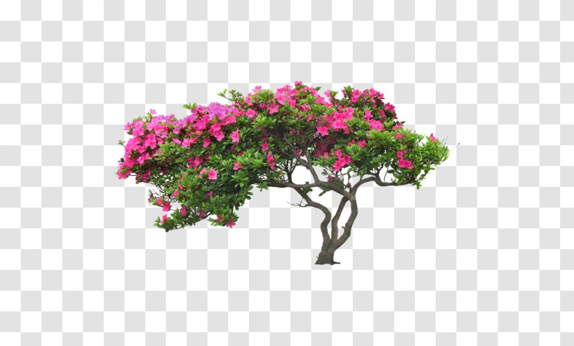 Blossom Tree Flower Plant - Garden Transparent PNG