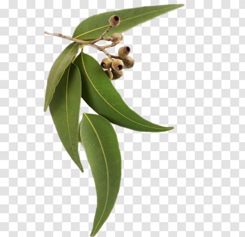 Eucalyptus Radiata Oil DoTerra Smithii - Botanical Name Transparent PNG