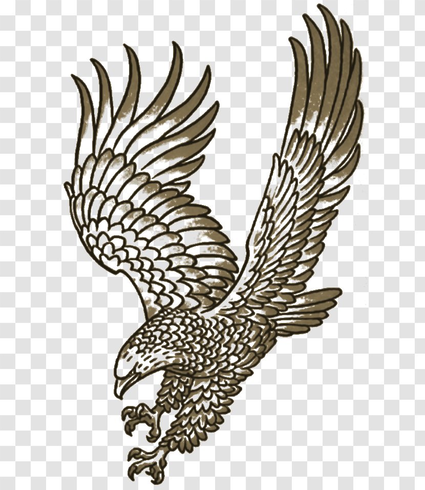 Eagle Hawk Line Art Beak Feather Transparent PNG