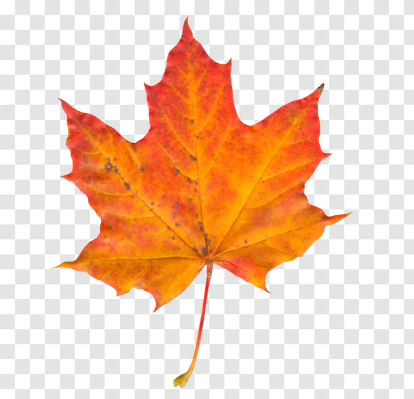 Autumn Leaf Color Maple - Yellow Transparent PNG