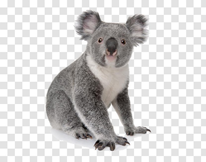 Koala Learn To Draw Zoo Animals: Step-by-step Instructions For More Than 25 Animals Bear Amazon.com Transparent PNG