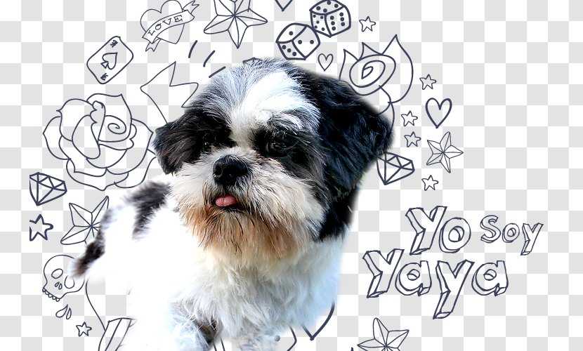Morkie Shih Tzu Havanese Dog Puppy Breed - Toy Transparent PNG