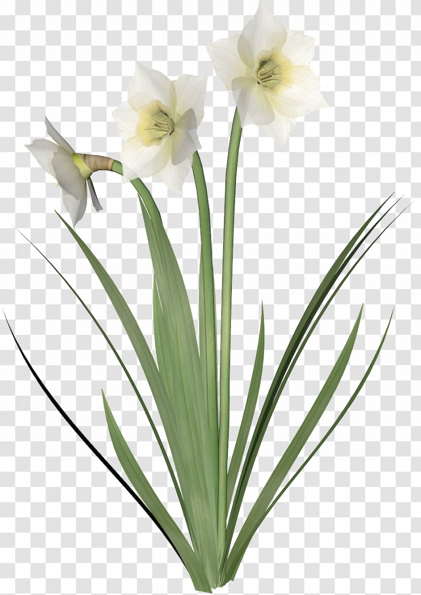 Amaryllis Jersey Lily Cut Flowers Flowerpot Plant Stem - Hippeastrum Transparent PNG