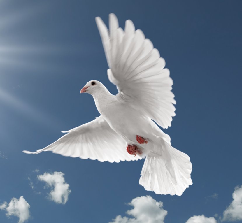 International Day Of Peace Family World Happiness - Fauna - DOVE Transparent PNG